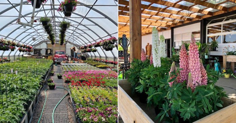 This Colorado Garden Market Feels Straight Out Of A Fairy Tale