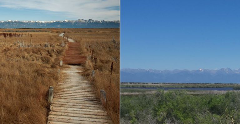 This Colorado Marsh Is Secretly One Of The Most Spectacular Bird-Watching Spots In America