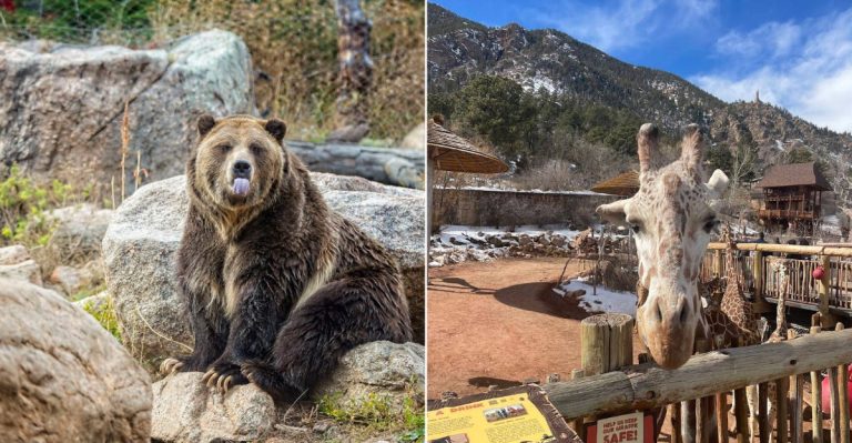 This Colorado Mountain Zoo Belongs On Everybody’s Bucket List