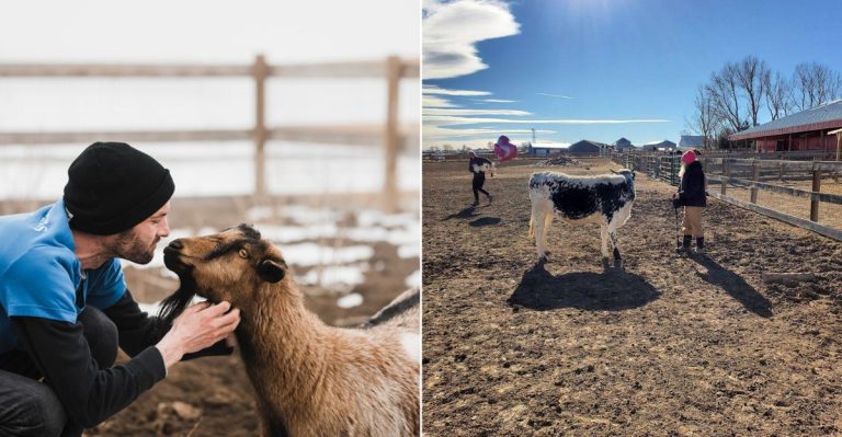 This Colorado Sanctuary Gives Rescued Farm Animals The Fresh Start They Deserve