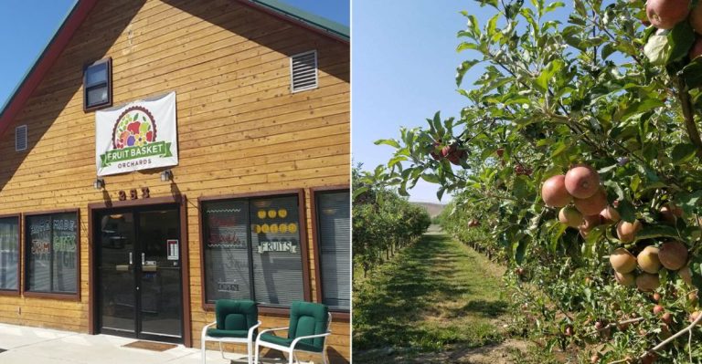This Colorado U-Pick Farm Lets You Fill A Basket Straight From The Rows