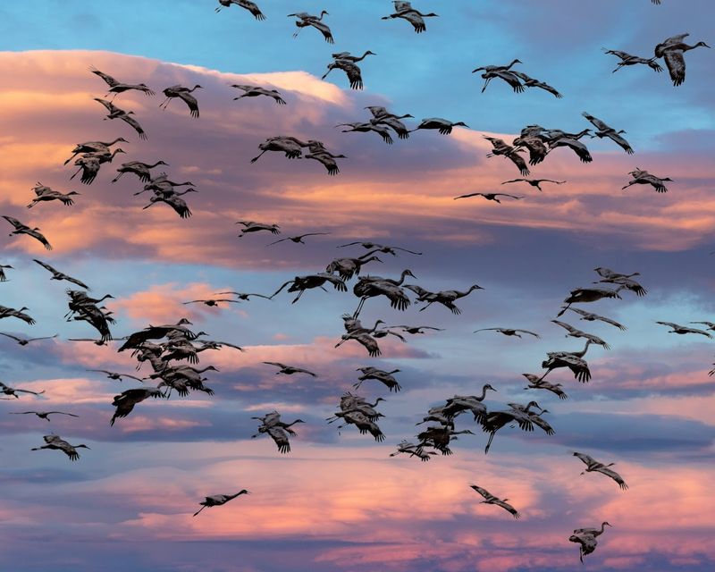 Why April Is The Sweet Spot For Crane Watching