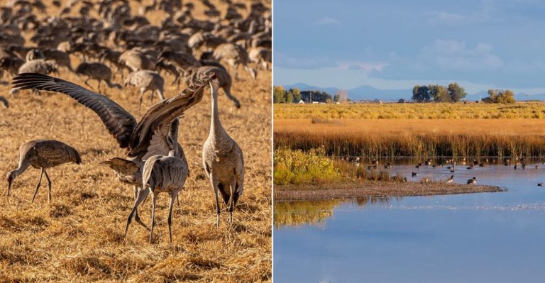 This Colorado Wildlife Refuge Is A Dream Destination For April Birdwatching