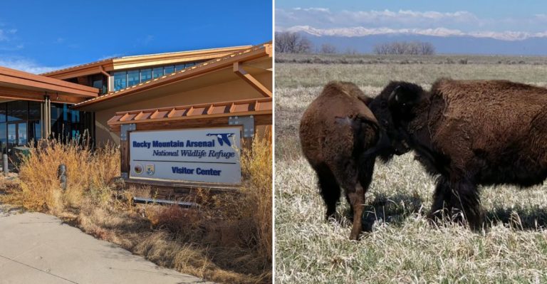 This Colorado Wildlife Spot Lets You Watch Bison Without Leaving The Denver Area