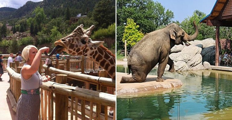 This Colorado Zoo Is Home To Zebras, Elephants, Rhinos, And Other Amazing Animals