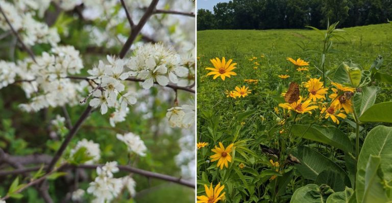 This Colorful Route Through Illinois Takes You Through The State’s Best Flower Spots