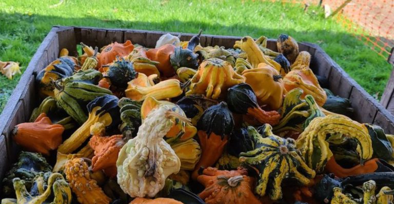 This Connecticut Farm Escape Offers Berries, Baked Goods, And Family-Friendly Fun