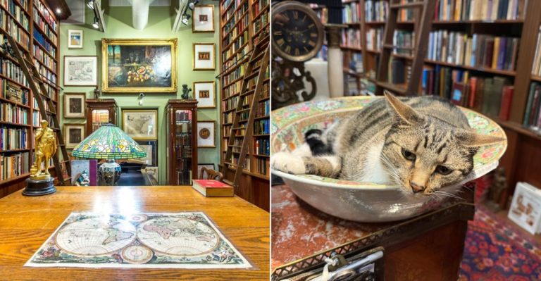 This Cozy Florida Bookstore Is A Paradise For Readers And Cat Lovers