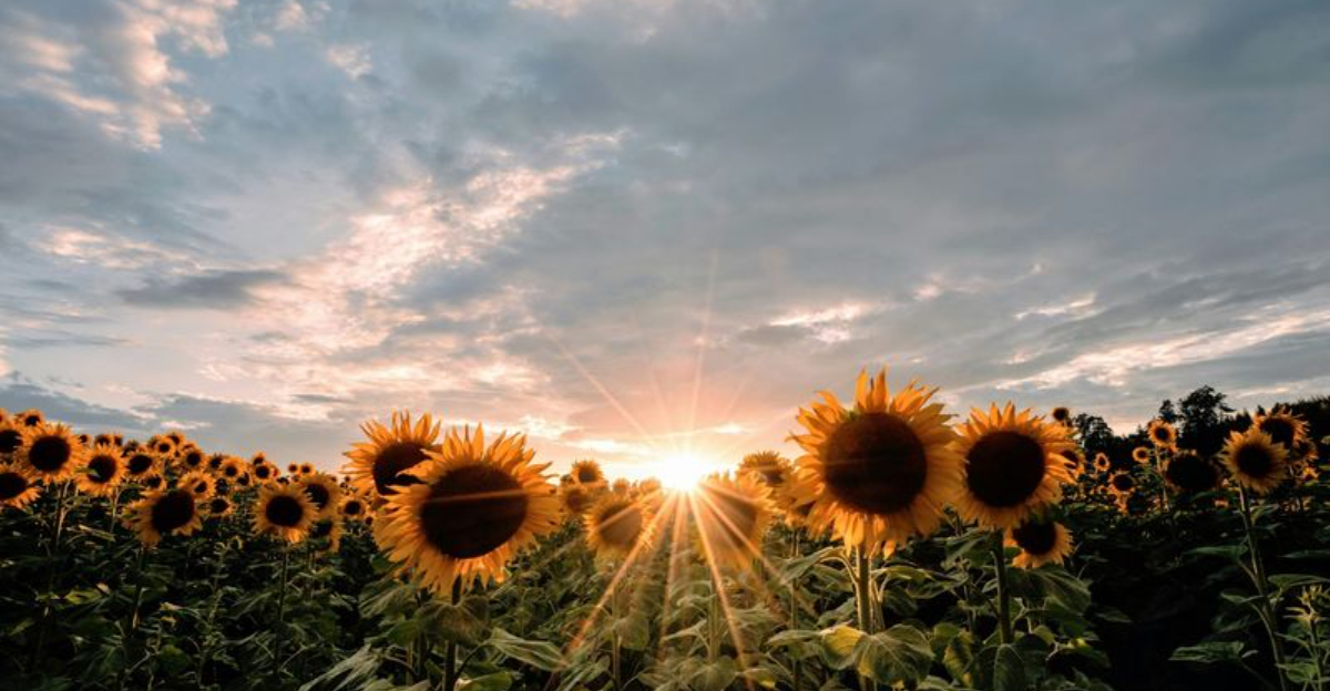 Northfarthing Farms and Getaways