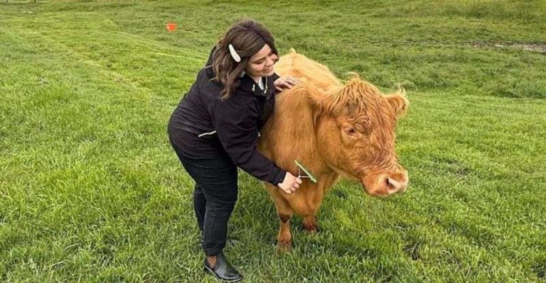 This Cozy Pennsylvania Farm Lets You Meet Fluffy Highland Cows Up Close