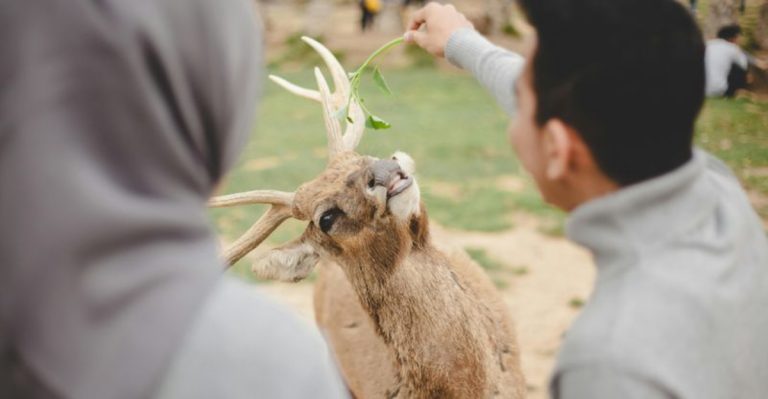 This Deer Farm In Williams, Arizona Lets You Walk Right Into A Herd And Feed Them By Hand