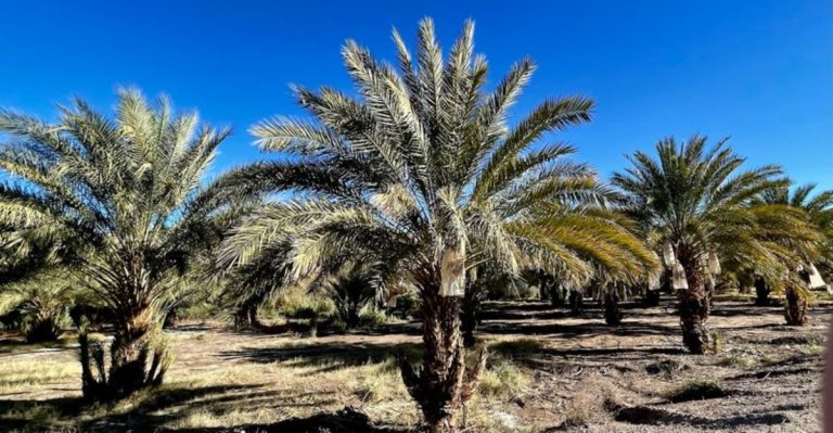 This Desert Oasis In California Looks Completely Out Of Place