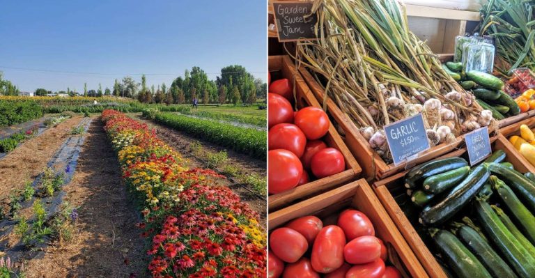 This Dreamy Colorado Farm Lets You Wander Flower Fields And Pick Summer’s Sweetest Berries