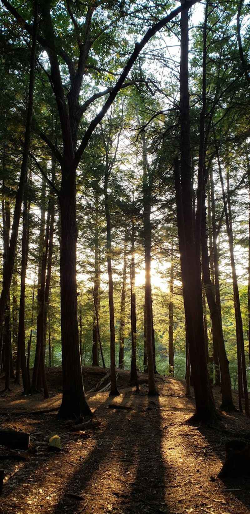 A Forest With Real Old-Growth Character