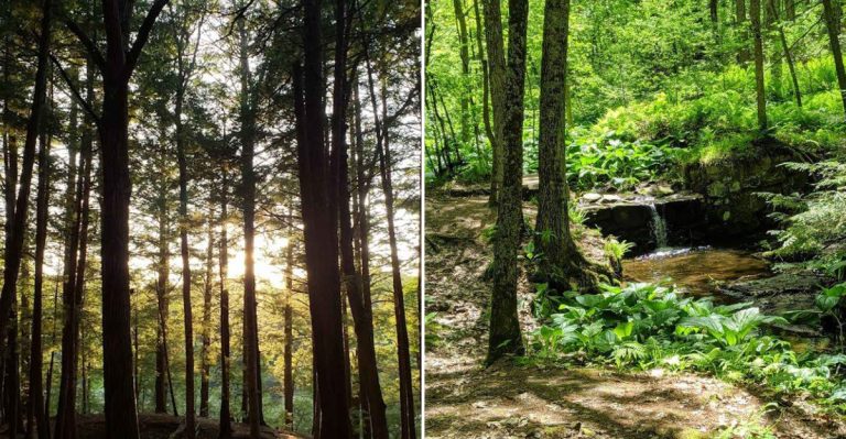 This Dreamy Maine Forest Trail Has A Bridge And Waterfall Worth Seeing