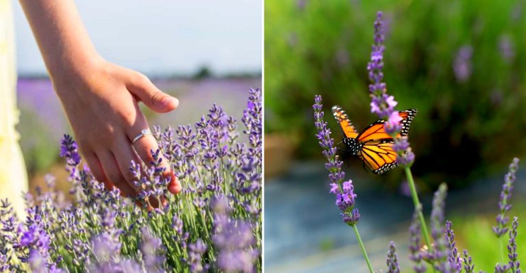 This Dreamy Ohio Lavender Walk Feels Like The Perfect Warm-Weather Escape