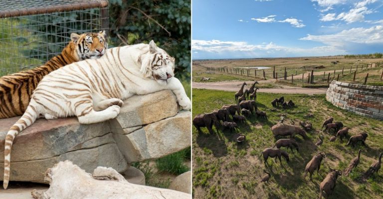 This Elevated Walkway In Colorado Gives The Best Views Of Rescued Wildlife
