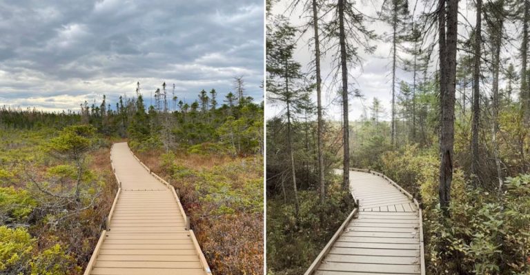 This Enchanting Maine Boardwalk Trail Twists Through A Secret Bog Forest