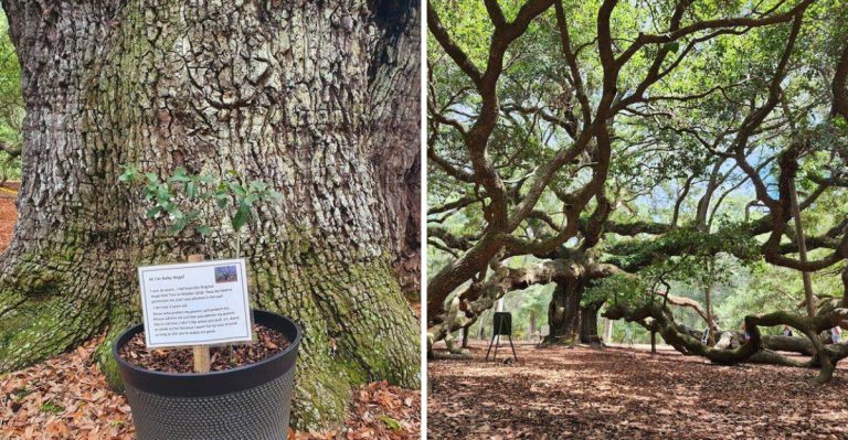 This Enormous Oak Tree In South Carolina Has Been Standing For Centuries