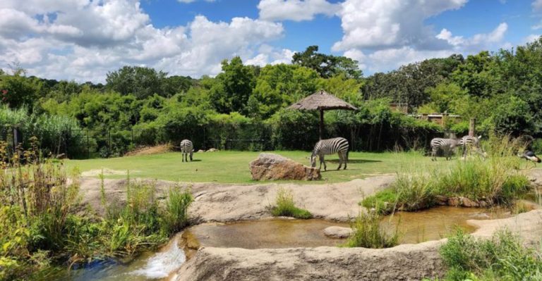 This Family-Friendly Arkansas Zoo Has Over 500 Animals From Around The Globe