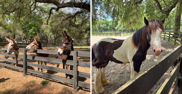 This Family-Run Florida Farm Lets You Pet A Baby Clydesdale And Has Won 36 World Championships