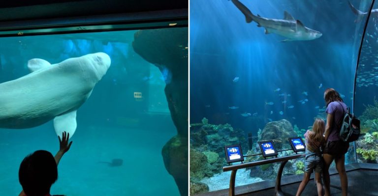 This Famous Illinois Aquarium Lets You Reach In And Touch Live Stingrays