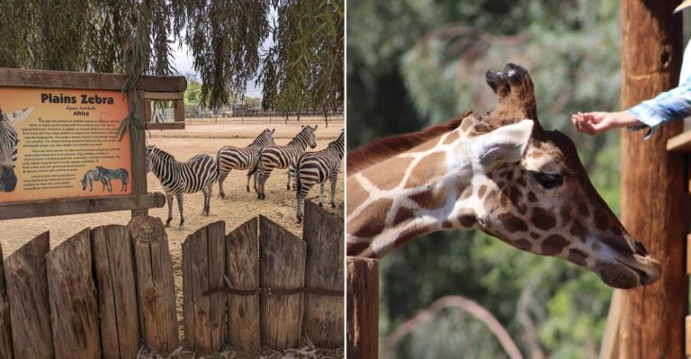 This Fascinating Arizona Zoo Is Home To The Largest Collection Of Exotic Animals In The State