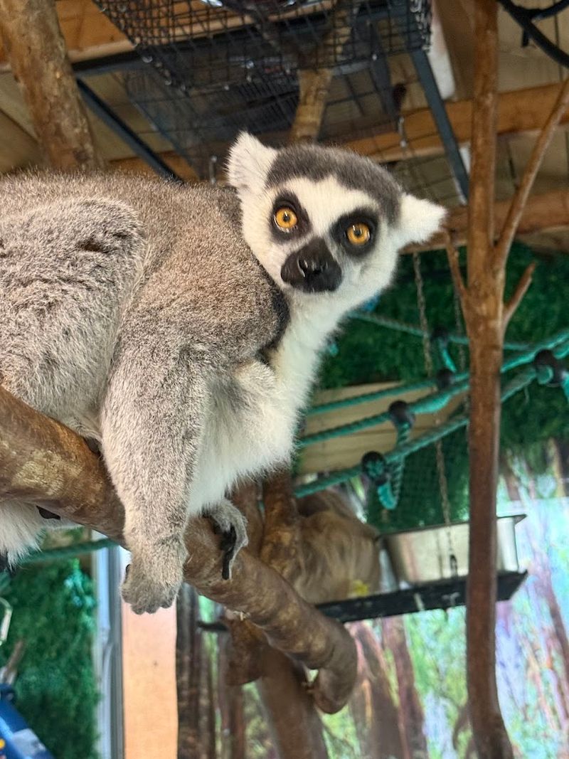 The Lemurs Are the Loudest Welcome Committee You Will Ever Meet