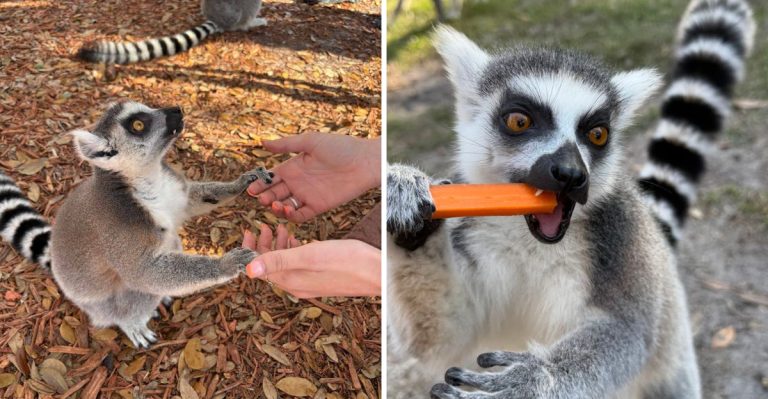 This Florida Animal Sanctuary Is Known For Its Close Encounters With Lemurs