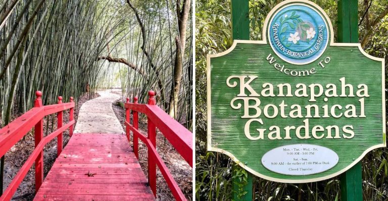 This Florida Arboretum Has A 65-Foot Tower With Seriously Amazing Views