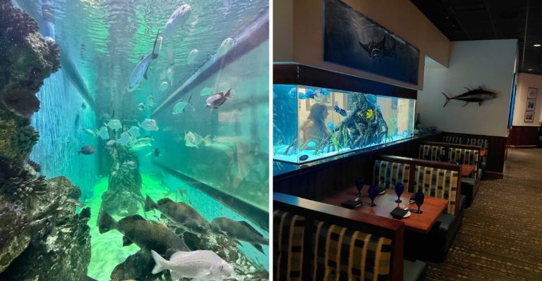 This Florida Beach Spot In St. Pete Lets You See Fish While You Feast