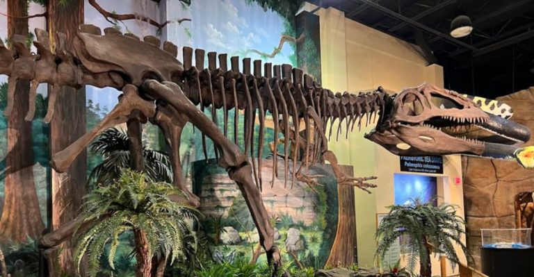 This Florida Beach Town Has One Of The Largest Private Dinosaur Fossil Collections In The World