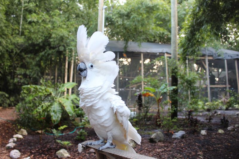 A Living, Breathing Jungle Ecosystem