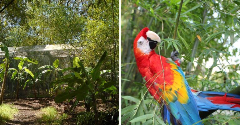 This Florida Bird Sanctuary Feels Like Stumbling Into A Hidden Jungle