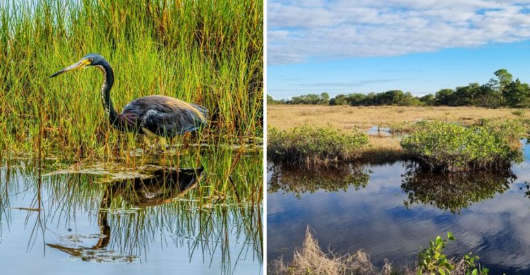This Florida Birding Hotspot Draws Birders And Photographers Each Summer