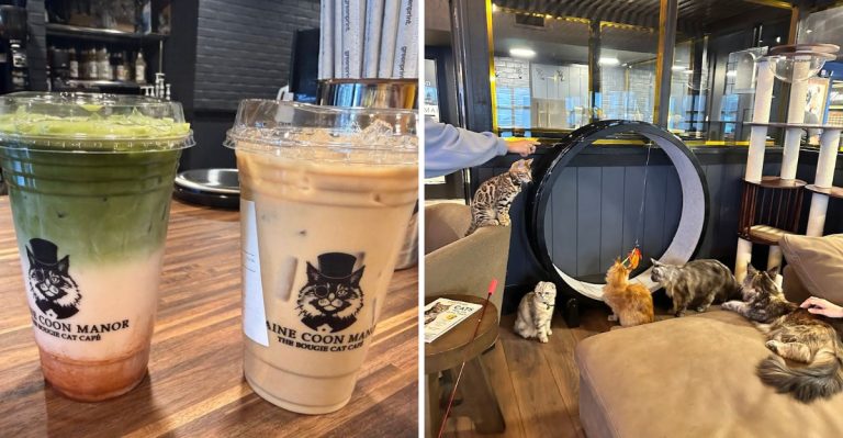 This Florida Cat Cafe Near Disney World Is Packed With Giant Maine Coons And Adoptable Cats Everyone Loves