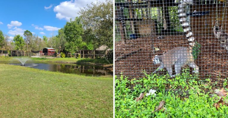 This Florida Farm Attraction Invites You To Feed Kangaroos, Ride Camels, And See Exotic Animals Up Close