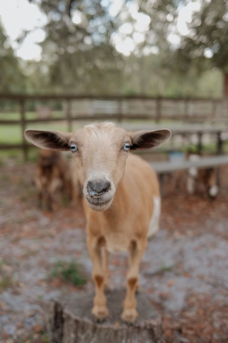 Bottle Feeding Baby Goats Is An Experience Like No Other