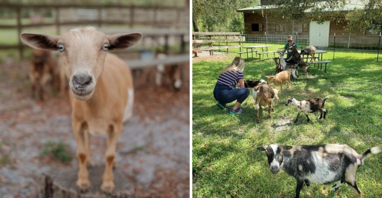 This Florida Farm Invites You To Spend Time With Baby Goats And Bottle Feed Them Yourself
