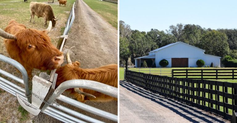 This Florida Farm Lets You Meet Adorable Highland Cows And It’s An Experience You Won’t Forget