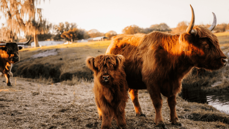 Highland Cows Are The Stars Of The Show