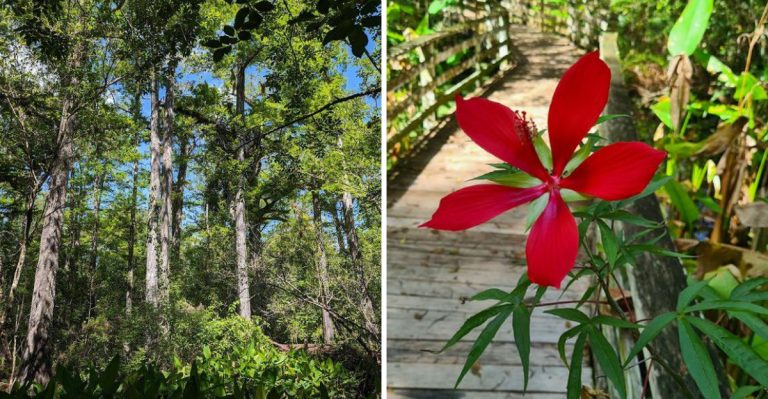 This Florida Hiking Trail Feels Like A Fairytale With Wooden Paths Through A Cypress Forest
