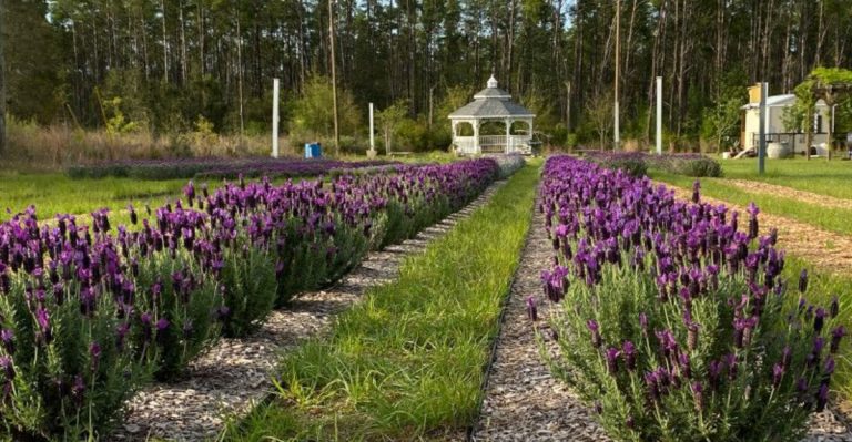 This Florida Lavender Farm Is Made For Anyone Who Wants A Peaceful Day Away From The Coast