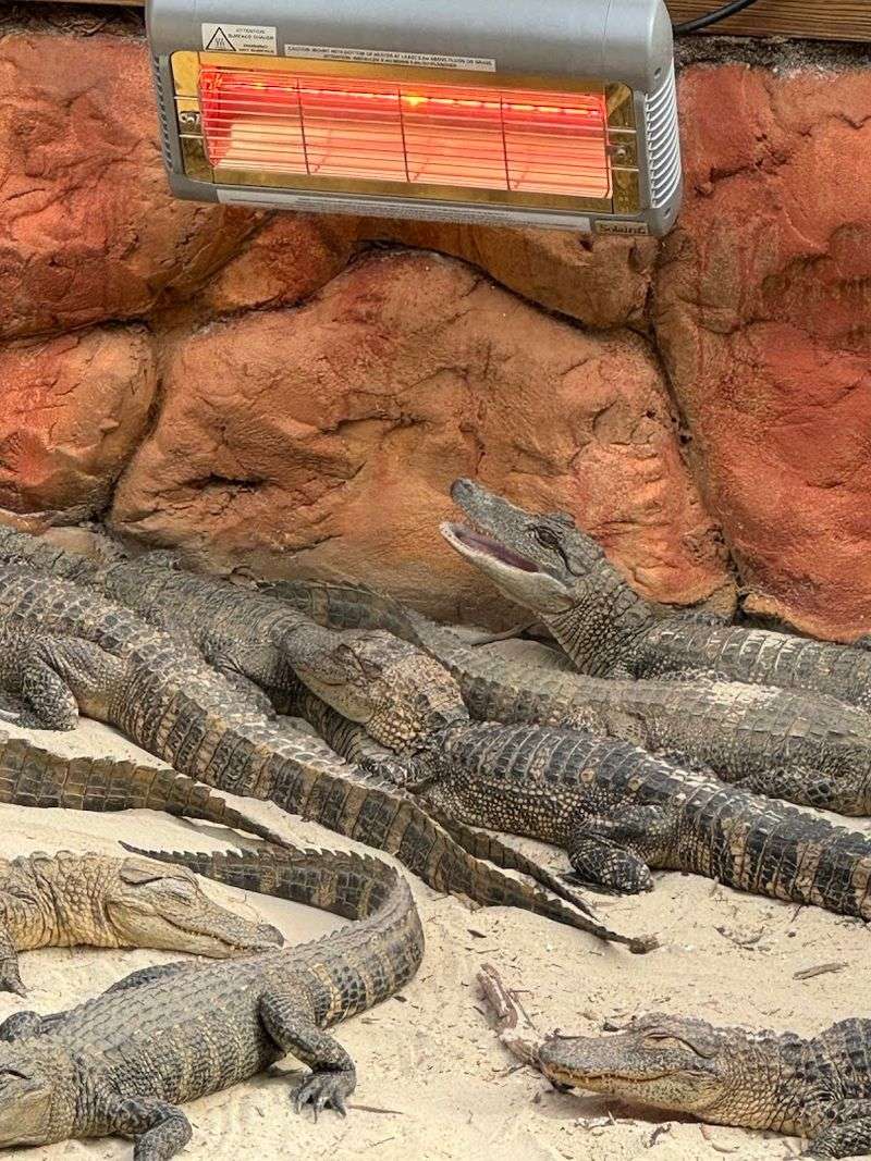 Live Alligator Encounters Right At The Entrance