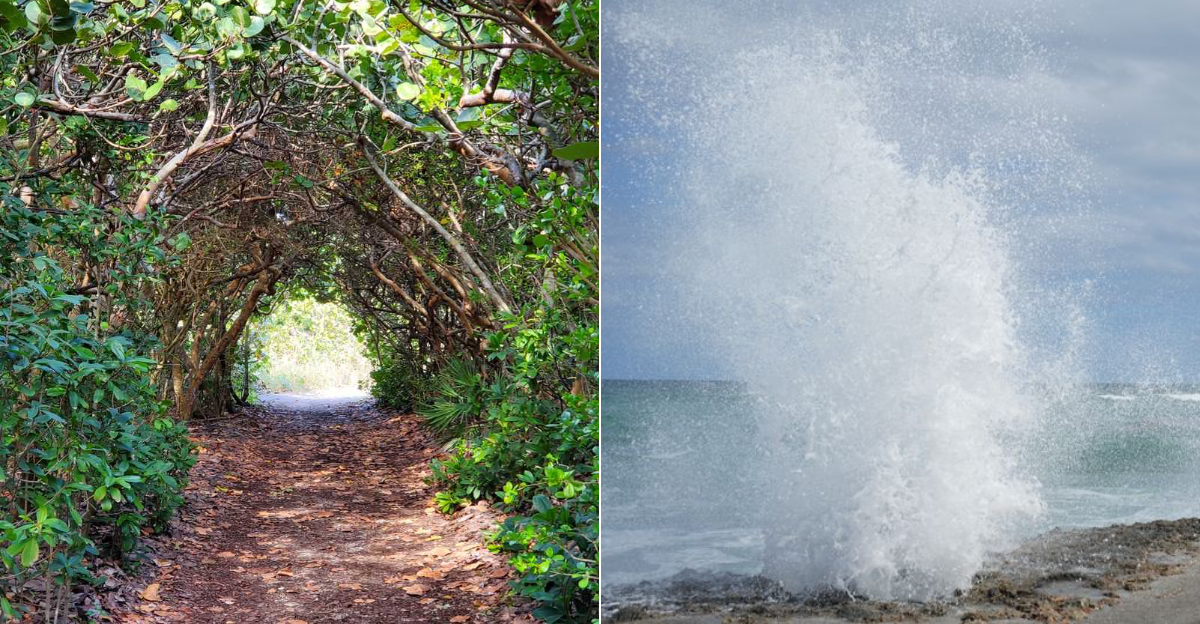 This Magical Nature Tour In Florida Will Take You Through These Enchanting Tree Tunnels