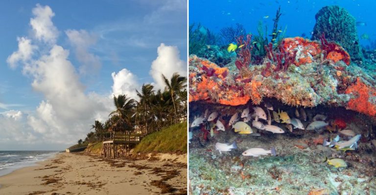 This Florida Ocean Secret Near Boynton Beach Looks Like Another World Underwater