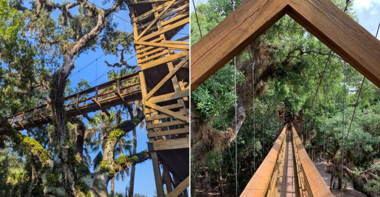 Scenic Treetop Perspective from the Myakka River State Park Canopy Walkway and Observation Tower