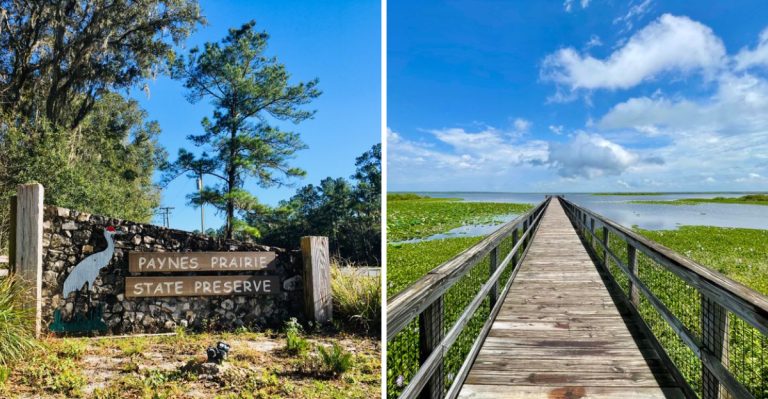 This Florida Prairie Is Home To Wild Horses, Bison, And A Mystery No One Can Explain