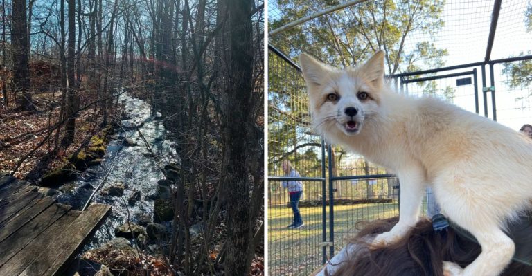 This Florida Preserve Lets You Step Inside A Wolf Enclosure And Meet The Pack Up Close