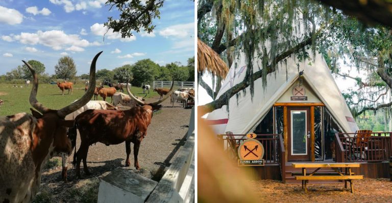 This Florida Ranch Has A Massive Herd Of Bison Just 1.5 Hours From Orlando